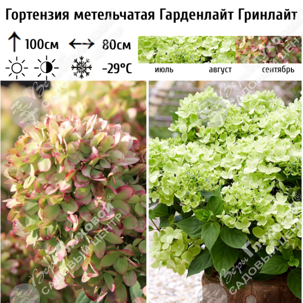 Гортензия метельчатая "Гарденлайт Гринлайт" на фото