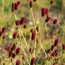 Основное изображение товара