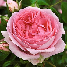 Основное изображение товара