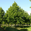 Липа европейская 