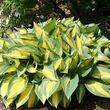 Основное изображение товара