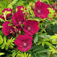 Основное изображение товара