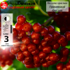 Калина красная Гранатовый браслет (поздний сорт) С3-5