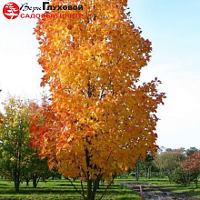 Основное изображение товара