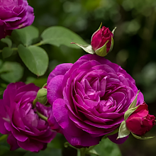 Основное изображение товара