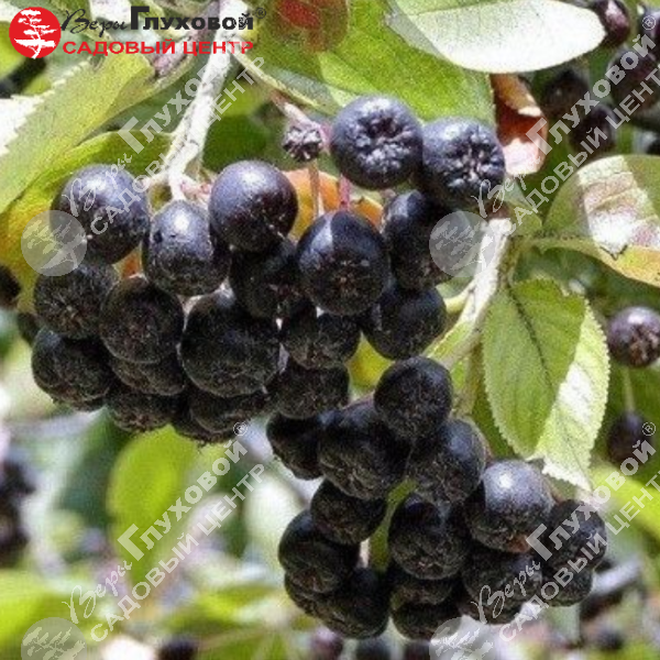 Арония "Смуглянка" на фото