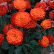 Роза флорибунда 