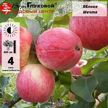 Яблоня Мечта (летний сорт)