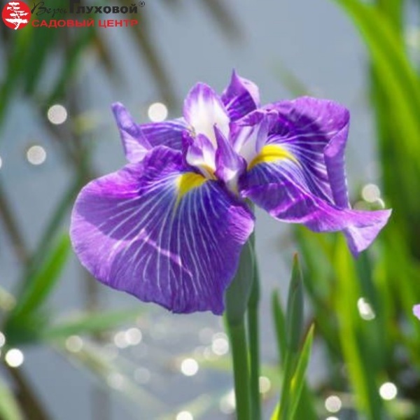 Основное изображение товара