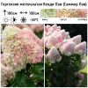 Гортензия метельчатая (Hydrangea paniculata) Кенди Лав Р9 СП/25