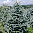 Ель колючая 