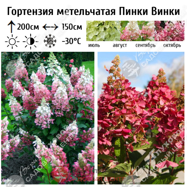 Гортензия метельчатая "Пинки Винки" на фото