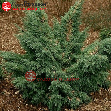 Основное изображение товара