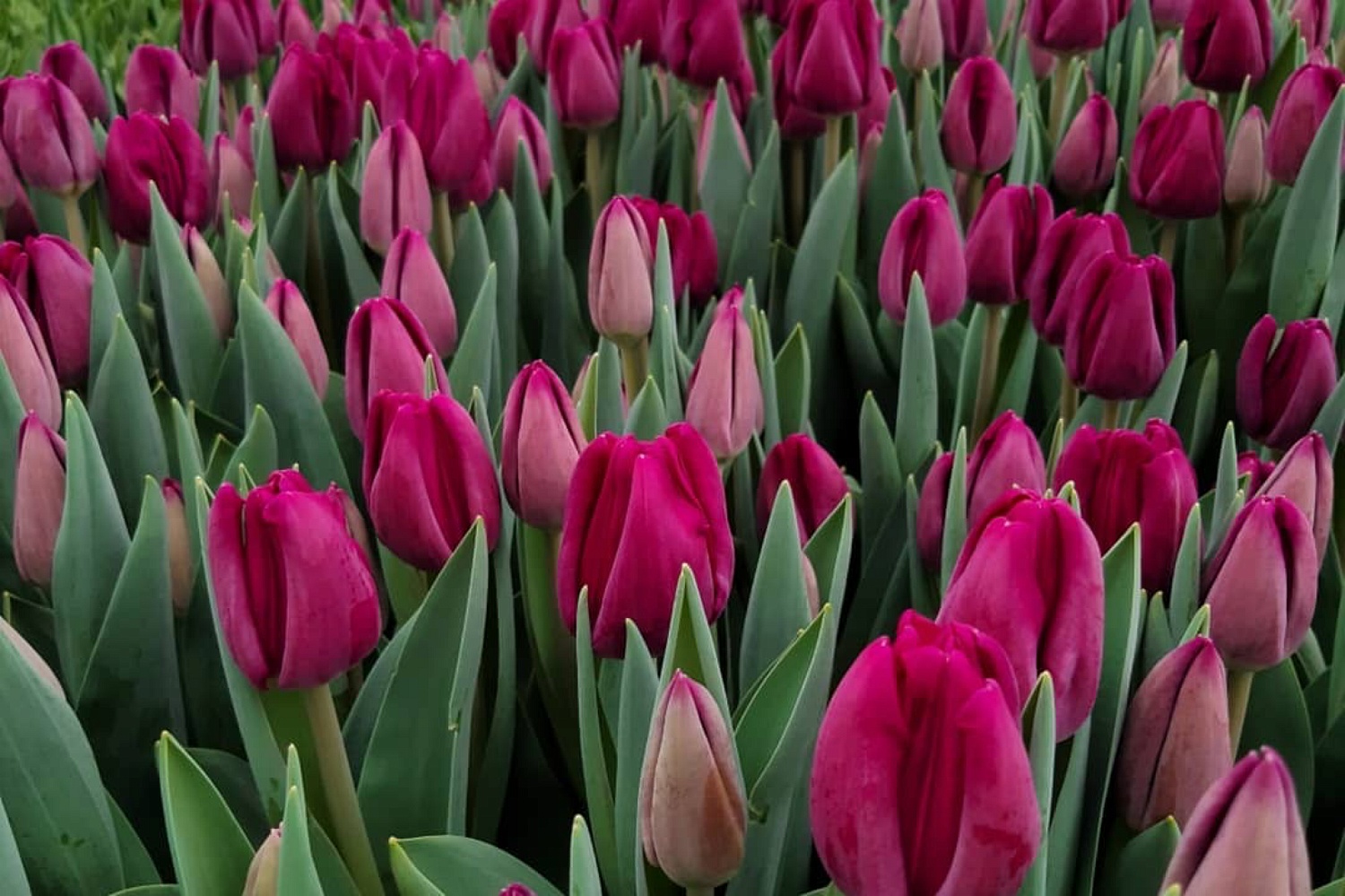 Тюльпаны можно купить в розницу по адресам.