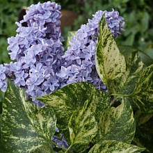 Основное изображение товара