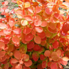 Барбарис Тунберга (Berberis thunbergii) Оранж Айс С3 СП/24