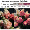 Гортензия метельчатая (Hydrangea paniculata) Беби Лейс  С3 СП/24