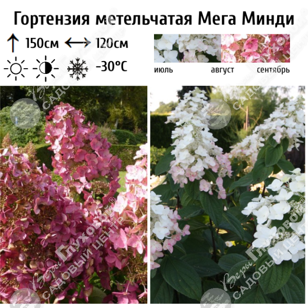 Гортензия метельчатая "Мега Минди" на фото