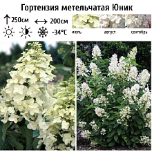 Основное изображение товара