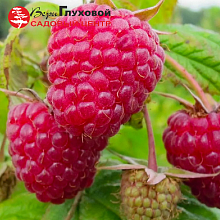 Малина Фантазия (среднего срока созревания)