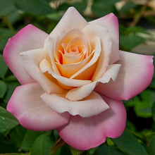 Основное изображение товара