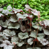Гейхера (Heuchera) Марвелоус Марбл Сильвер С2 СП/25