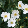 Анемона японская (Anemone hupehensis) Онорин Джоберт С3 СП/24
