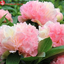 Основное изображение товара