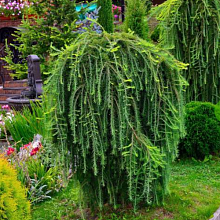 Основное изображение товара