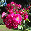 Роза мускусная 