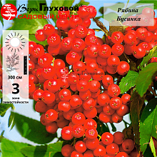 Основное изображение товара