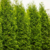 Туя западная (Thuja occidentalis) Кинг оф Брабант  Р9 ГлХ/26