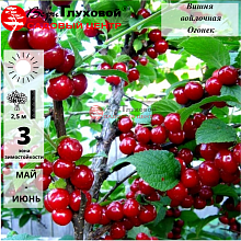 Вишня войлочная Огонек (средний сорт)