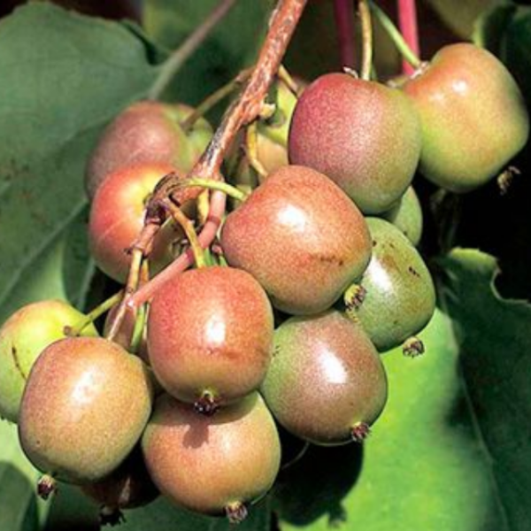 Основное изображение товара