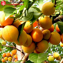 Основное изображение товара