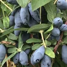 Основное изображение товара