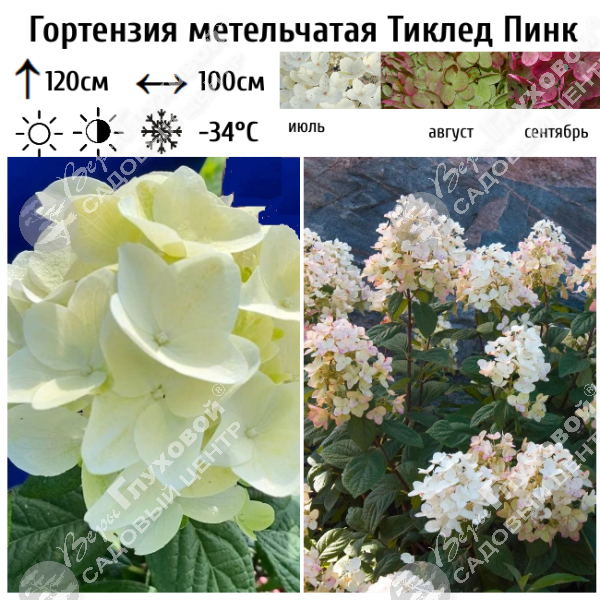 Гортензия метельчатая "Тиклед Пинк" на фото