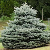 Ель колючая (Picea pungens) Глаука Глобоза  30-40 С6 ГЕ/25