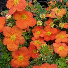 Лапчатка кустарниковая 