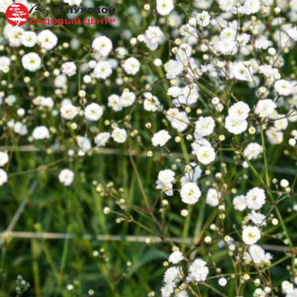 Основное изображение товара