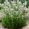 Лаванда узколистная (Lavandula angustifolia) Хидкоте Вайт С2 НСп/26