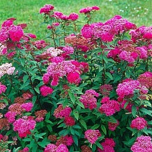 Основное изображение товара