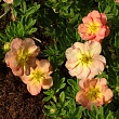 Лапчатка кустарниковая 