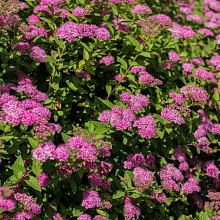 Основное изображение товара