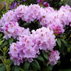 Рододендрон (Rhododendron) крупноцветковый 'Kazimierz Odnowiciel' 40-50 С15 ПЧ/26