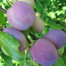 Рисунок 191.jpg