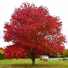 Клен красный (Acer rubrum) 125-150 С10 БАл/26