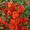 Хеномелес прекрасный (Chaenomeles speciosa) Оранж Шторм 40/+ С3 БдН/26