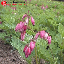 Основное изображение товара