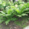 Страусник восточный (Matteuccia orientalis) Р8 РГПл/26